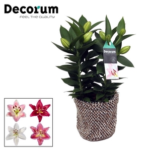 Lilium Oriental 13cm Bag NATIVE