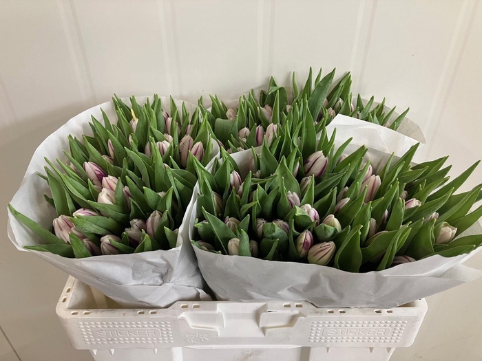 <h4>TU EN FLAMING FLAG</h4>