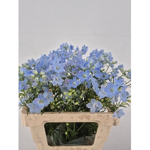 DELPH EN M CHIF BLUE