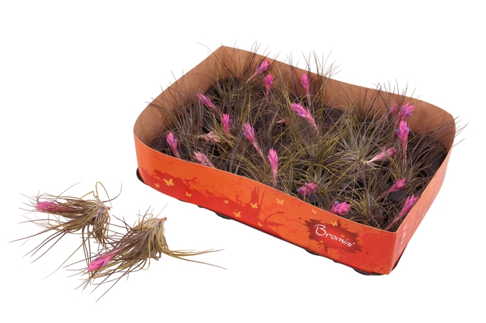 <h4>TILL COTTON CANDY</h4>