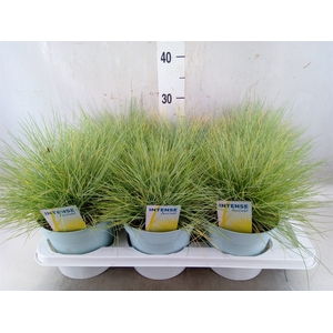 Festuca glauca 'Amigold'