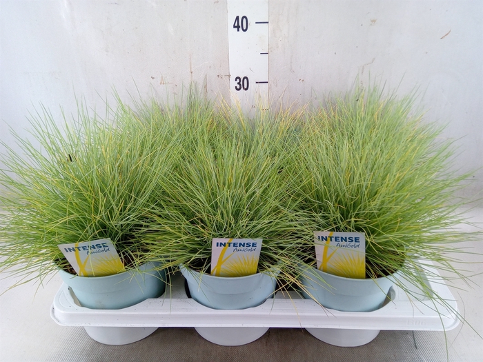 <h4>Festuca glauca 'Amigold'</h4>