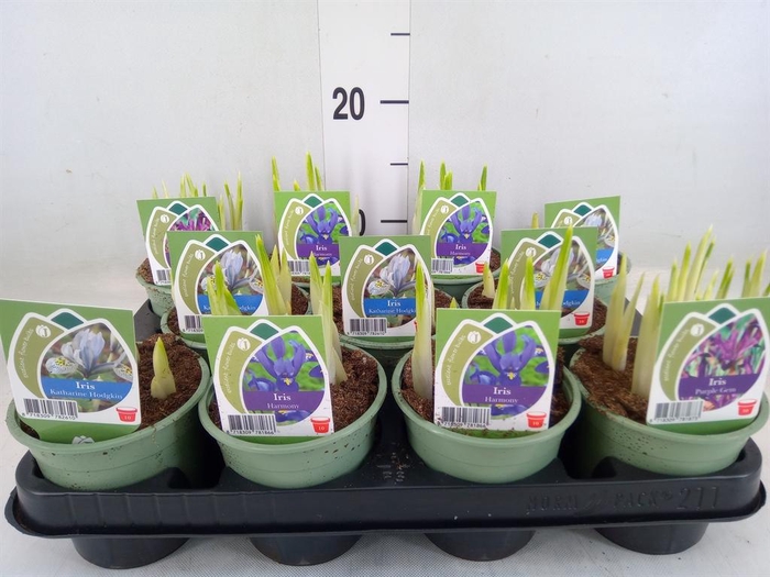 <h4>Iris   ...mix</h4>