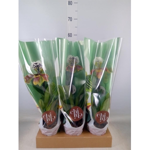 Paphiopedilum  'Amerikaanse hybrid'