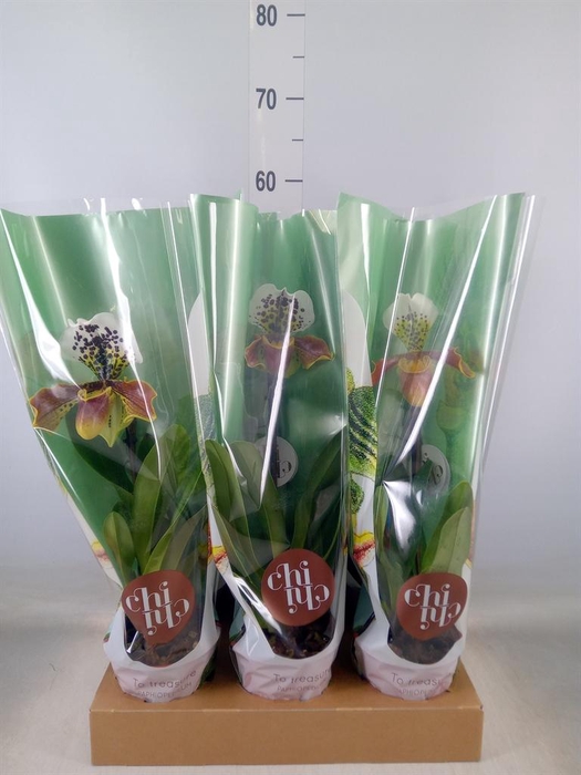 <h4>Paphiopedilum 'Amerikaanse hybrid'</h4>