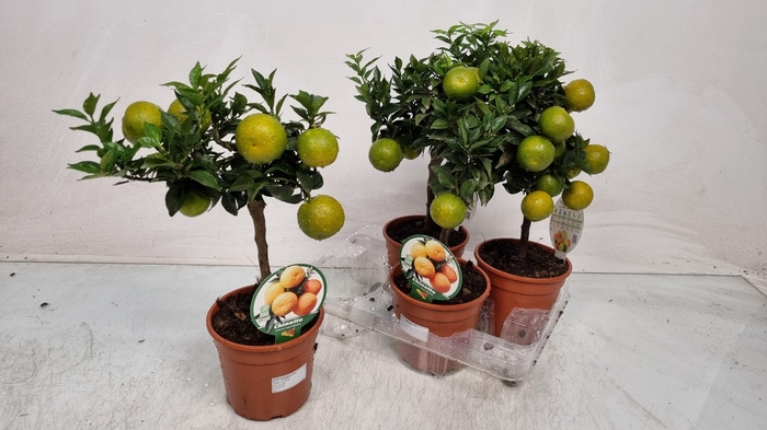 <h4>Citr Au Chinotto</h4>