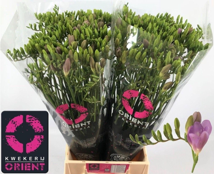 <h4>Freesia enk Blue Moon</h4>