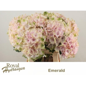 HORT MAGICAL EMERALD