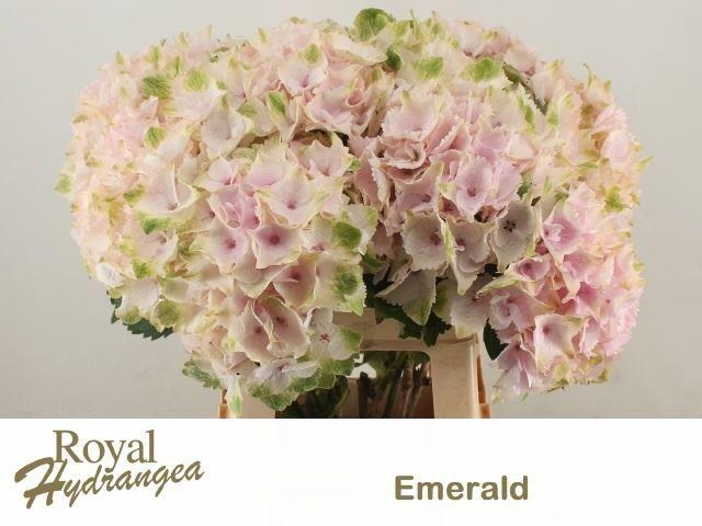 <h4>HORT MAGICAL EMERALD</h4>