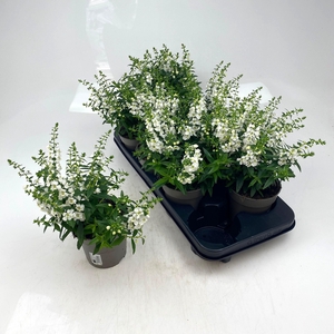 ANG SE GEM