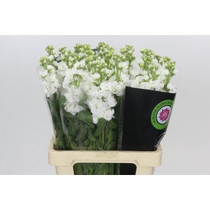 Matthiola Iron White