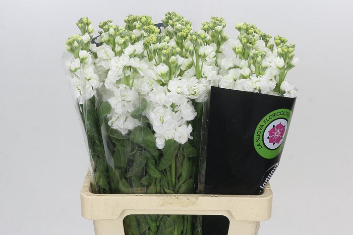 Matthiola Iron White