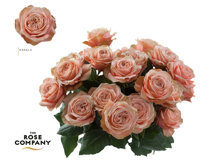 <h4>Rosa Ec Kahala</h4>