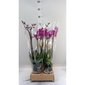 Phalaenopsis   ...