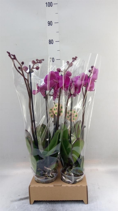 <h4>Phalaenopsis   ...</h4>