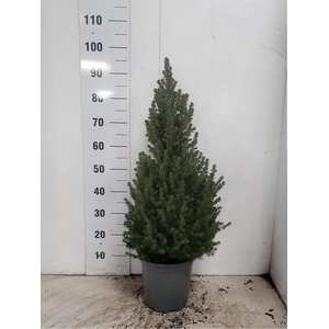 PICEA GL CONICA