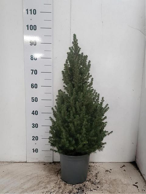 <h4>PICEA GL CONICA</h4>