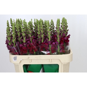 Antirrhinum Opus Red