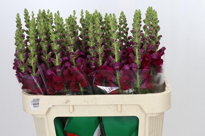 <h4>Antirrhinum Opus Red</h4>