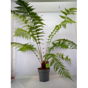 Dicksonia antarctica