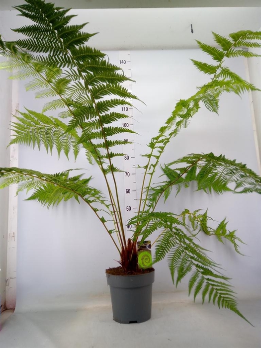 <h4>Dicksonia antarctica</h4>