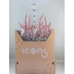 Tillandsia  'Dolce'