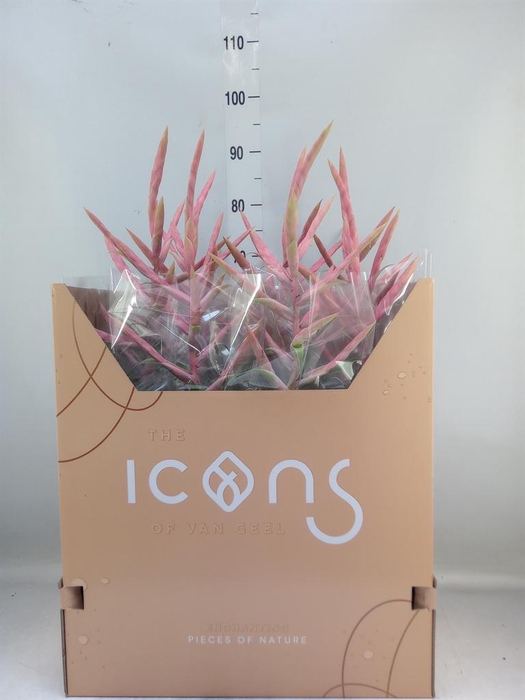 <h4>Tillandsia  'Dolce'</h4>