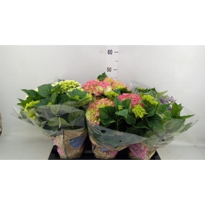 Hydrangea mac.   ...mix