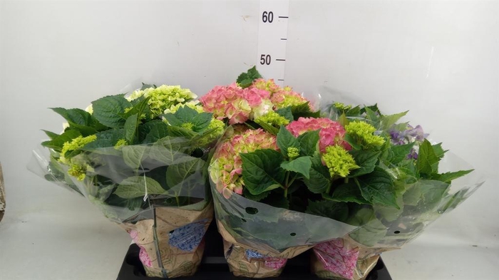 <h4>Hydrangea mac.   ...mix</h4>