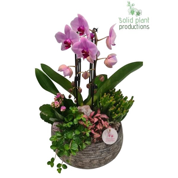 <h4>Arrangementen Phalaenopsis mt H%</h4>