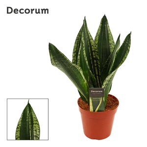 Sansevieria Silver Flame 14 cm (Decorum)
