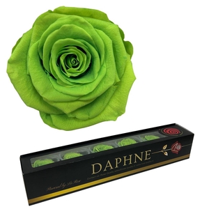 R Preserved Rosa Apple Green Xl