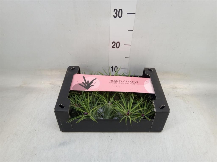 <h4>Tillandsia ionantha</h4>