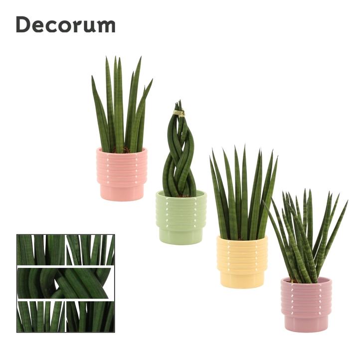 <h4>Sansevieria Cylindrica 9 cm mix in Naemi (Tasty bubble-collectio</h4>