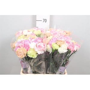 Di St Gem In Bos (pastel)