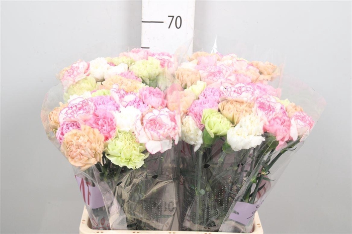 <h4>Di St Gem In Bos (pastel)</h4>