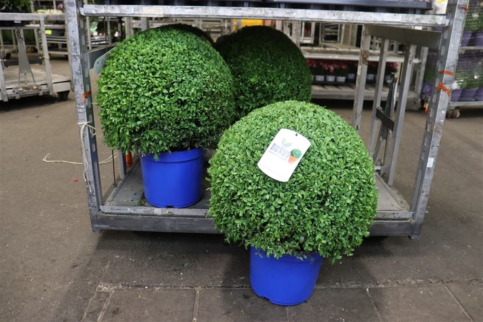 <h4>arr8 Buxu Sempervirens</h4>