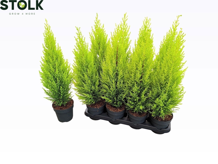 <h4>CUPR MA GOLDC WILMA</h4>