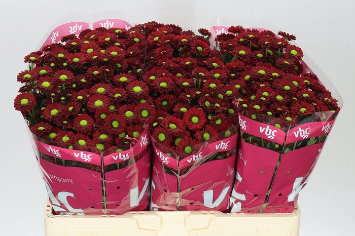 <h4>Sant Lady Bird</h4>