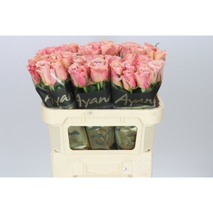 Rosa Gr Moccachino