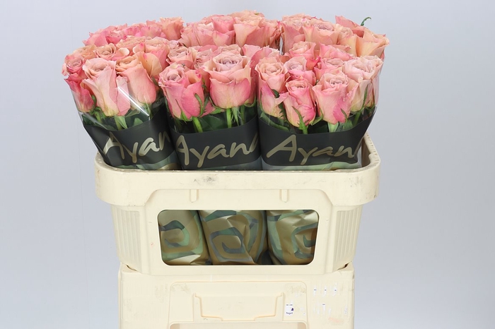<h4>Rosa Gr Moccachino</h4>