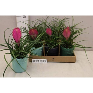ARR TILLANDSIA