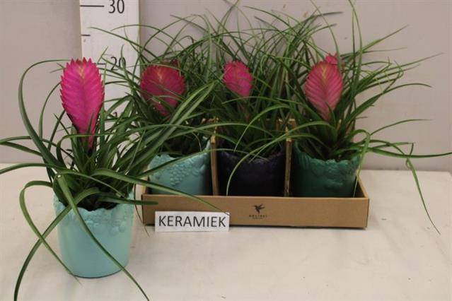 <h4>ARR TILLANDSIA</h4>