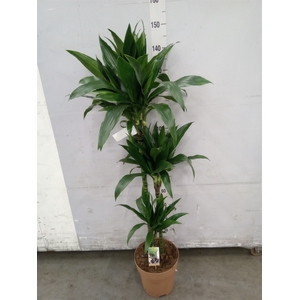 Dracaena frag. 'Janet Craig'