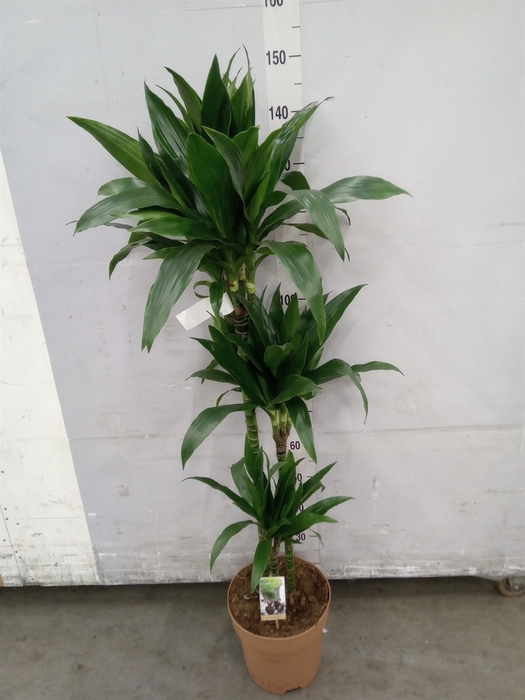 <h4>Dracaena frag. 'Janet Craig'</h4>