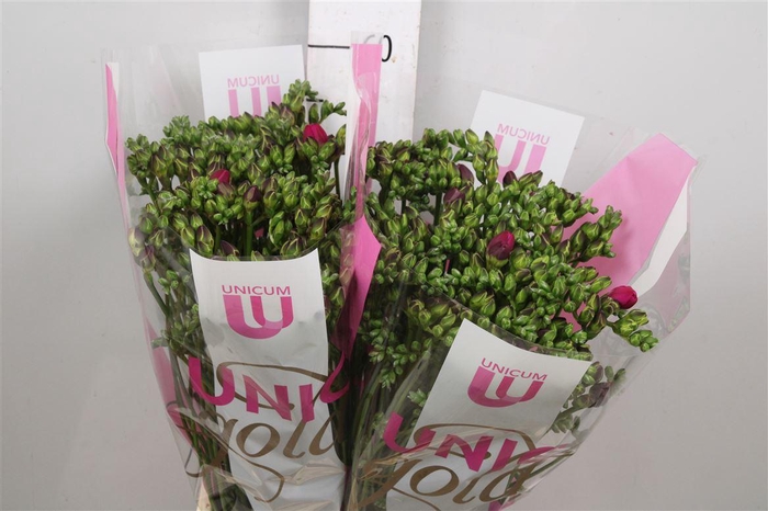 <h4>Fr Du Purple Rain</h4>