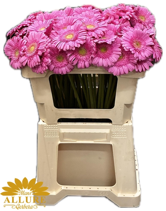 <h4>GE MI KIRSTEY</h4>