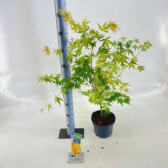 <h4>Acer palmatum Sangokaku</h4>
