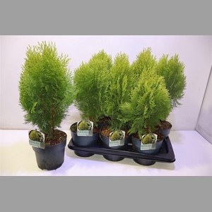 Plat Or Aurea Nana