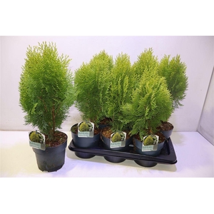 Plat Or Aurea Nana